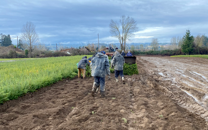 Hand harvesting crew Salem Oregon — Giron Contract Service