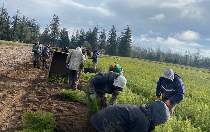 Giron Contract Service LLC farm labor crews working in Salem Oregon fields