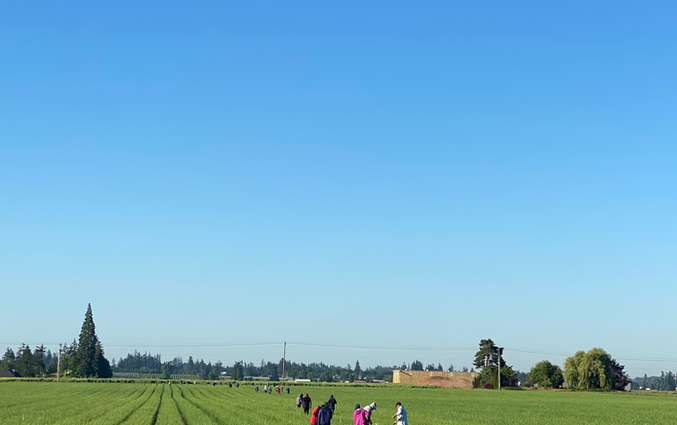 Agricultural labor crew working in Marion County Oregon fields for Giron Contract Service
