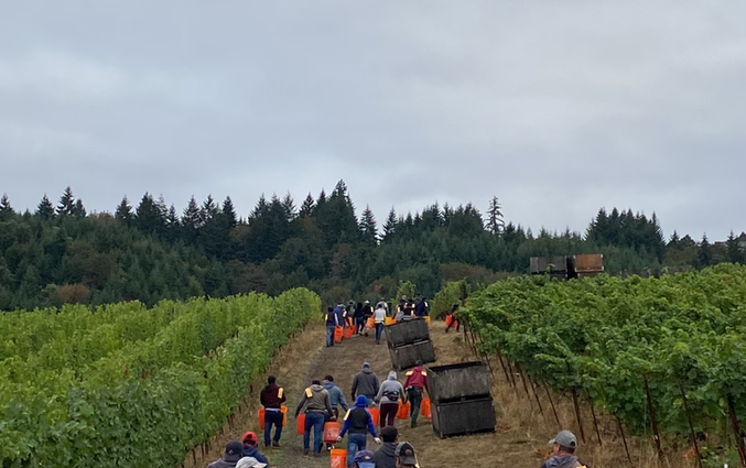 Nursery labor contractor Willamette Valley Oregon — Giron Contract Service