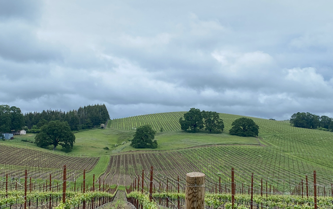 Vineyard labor crew Oregon wine country — Giron Contract Service
