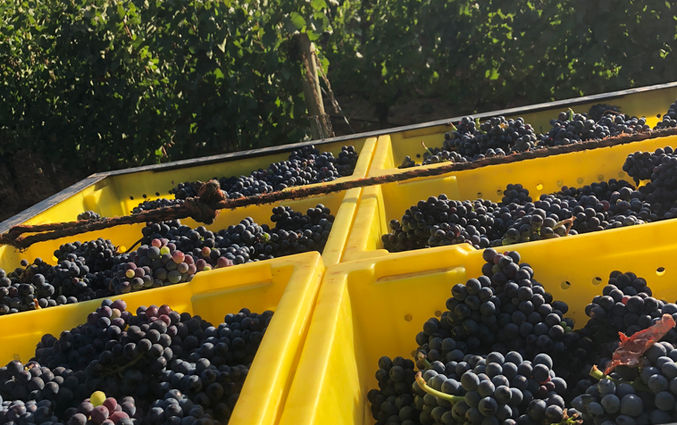 Vegetable farm labor contractor Salem Oregon — Giron Contract Service