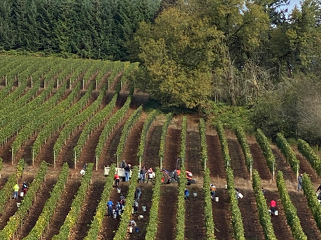 Harvest crew Marion County Oregon — Giron Contract Service